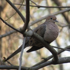 Zenaida macroura carolinensis
