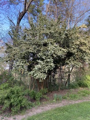 Chamaecytisus prolifer