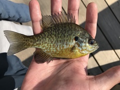 Lepomis gibbosus × macrochirus