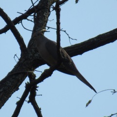 Zenaida macroura carolinensis