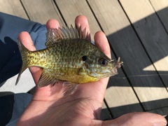 Lepomis gibbosus × macrochirus