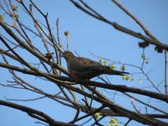 Zenaida macroura carolinensis