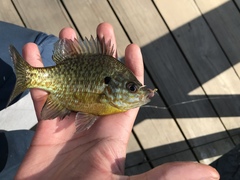 Lepomis gibbosus × macrochirus