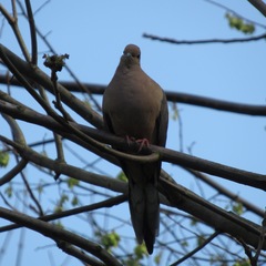 Zenaida macroura carolinensis