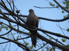 Zenaida macroura carolinensis