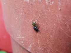 Hasarius adansoni