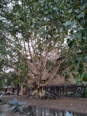 Ficus petiolaris