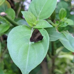 Lamprospilus orcidia