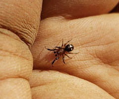 Asagena americana