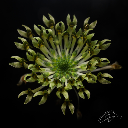Malaxis excavata (Malaxis excavata)