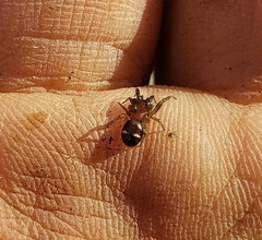 Asagena americana