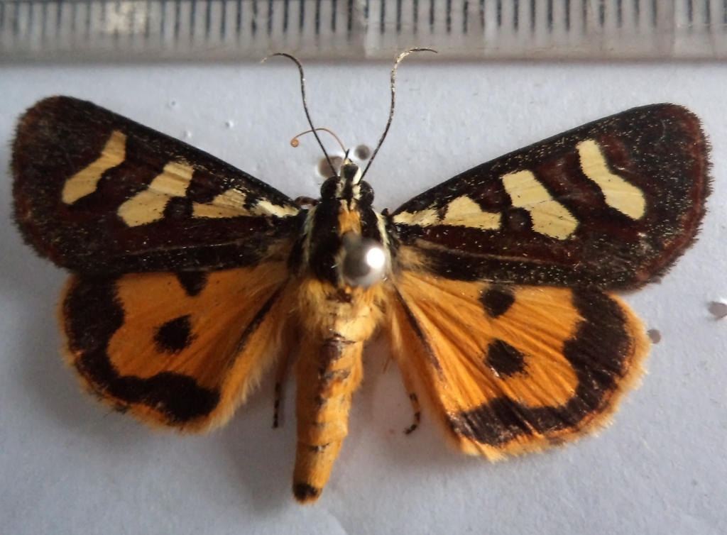 Aegocera bimacula