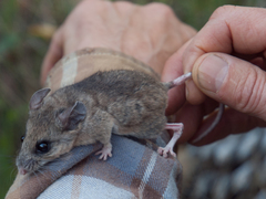 Peromyscus truei