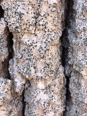 Cresponea chloroconia