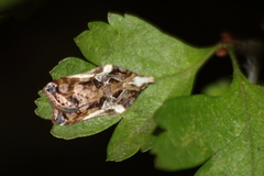 Acleris cristana