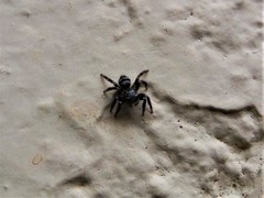 Corythalia conferta