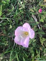 Oenothera speciosa