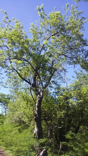 Tree Morning Glory
