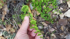 Adiantum jordanii