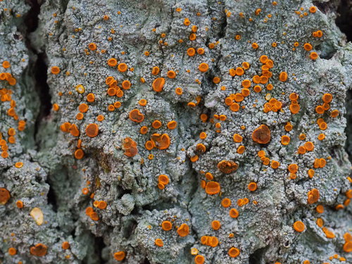 Brigantiaea leucoxantha (Spreng.) R.Sant. & Hafellner