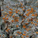 Brick-spored Firedot Lichens - Photo (c) Vitaly Charny, some rights reserved (CC BY-NC), uploaded by Vitaly Charny