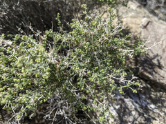 Galium stellatum