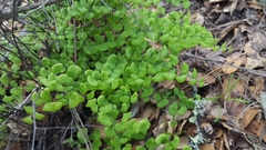 Adiantum jordanii
