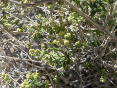Galium stellatum