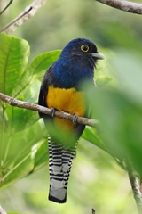 Trogon violaceus