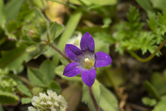 Campanula rhodensis