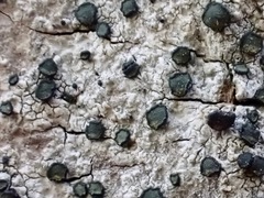 Cresponea chloroconia