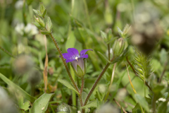 Campanula rhodensis