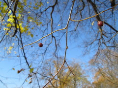 Celtis occidentalis