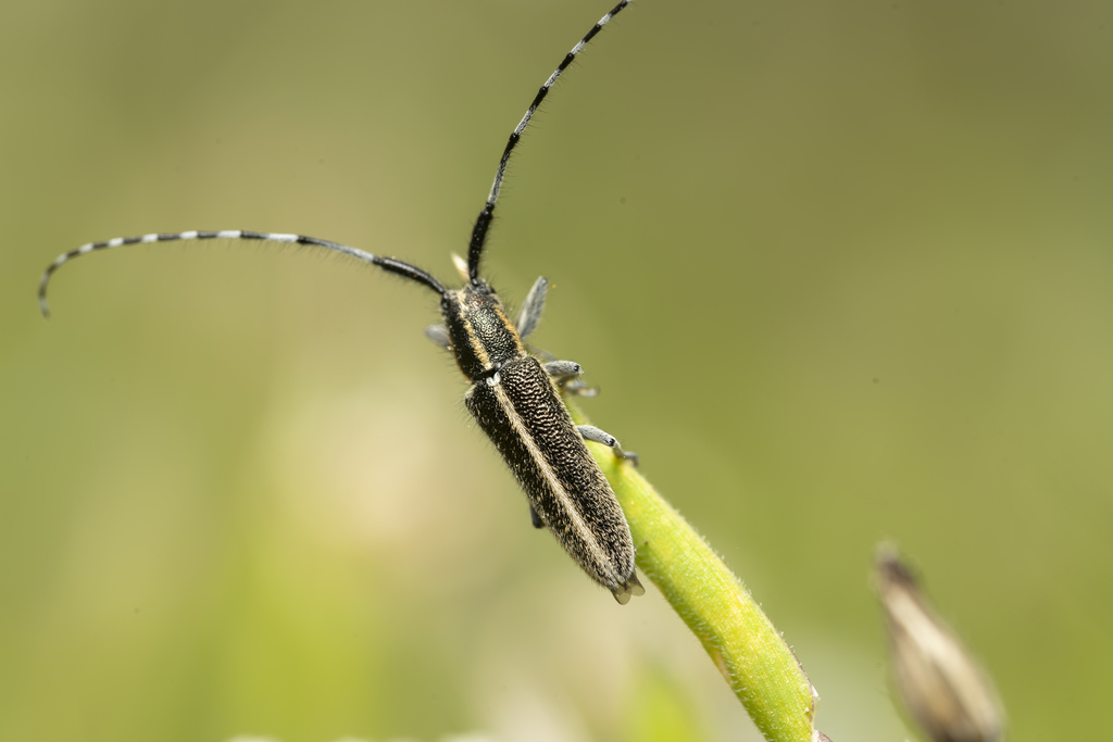 Agapanthia suturalis