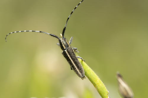 Agapanthia suturalis