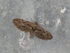Eupithecia oxycedrata
