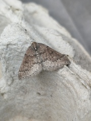 Aleucis distinctata