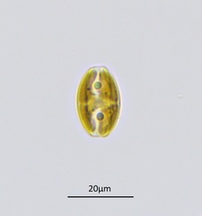 Amphora ovalis