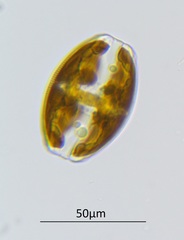 Amphora ovalis