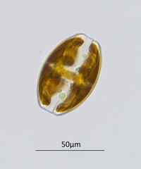 Amphora ovalis