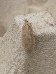 Agonopterix yeatiana