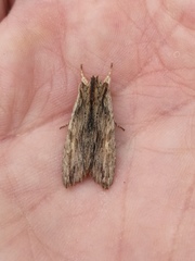 Lithophane semibrunnea