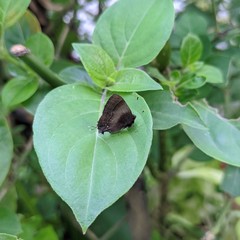 Lamprospilus orcidia