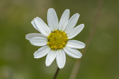 Anthemis chia