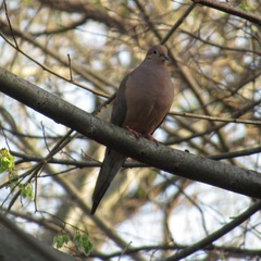 Zenaida macroura carolinensis