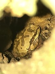 Hyla japonica