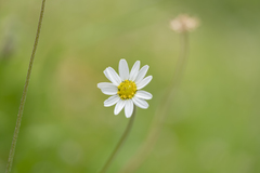 Anthemis chia