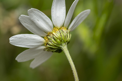 Anthemis chia