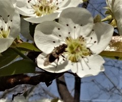 Brachyopa vacua