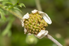 Anthemis chia